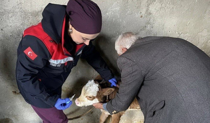 Zoonoz hastalıklarına karşı aşılama çalışmaları sürüyor