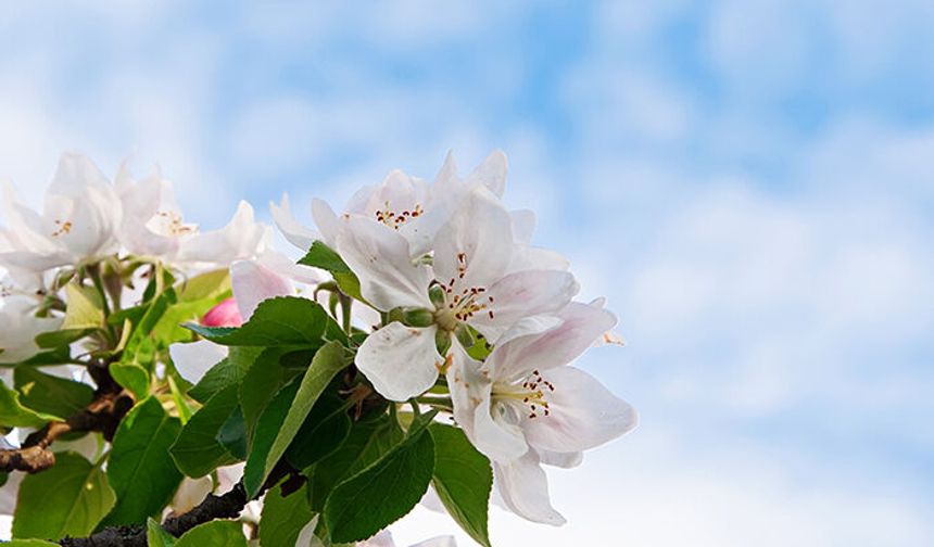 Son Cemre bugün toprağa düştü