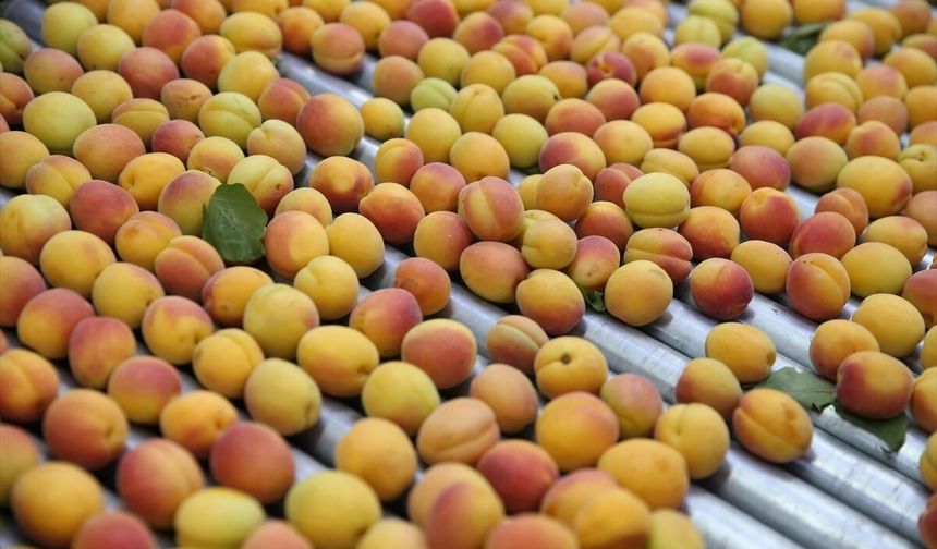 Mersin Hali’nde kayısının kilosu 336 TL!