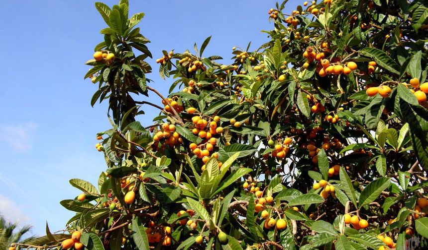 Yeni dünya Mersin’de satışa çıktı: Kilosu bin 200 TL!