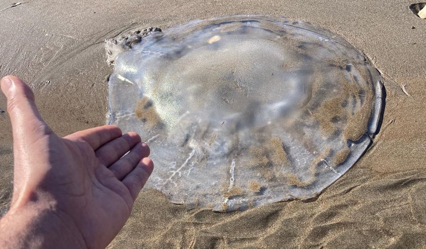 Sahile vuran denizanalarıyla ilgili uzmanı uyardı: 'Bu tablo, iklim değişikliği ve insan baskısının birleşik etkisidir'
