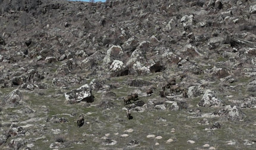 Adilcevaz'da domuzlar çiftçileri bezdirdi