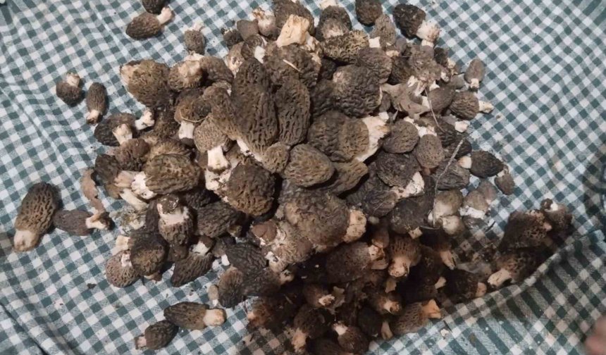 Beyşehir'de kuzugöbeği tutkunları sahaya çıktı