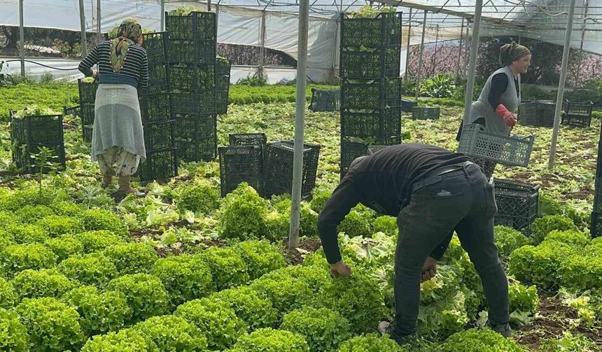 Geçen sene zararıyla ağlatan 'kıvırcık' bu yıl güldürdü