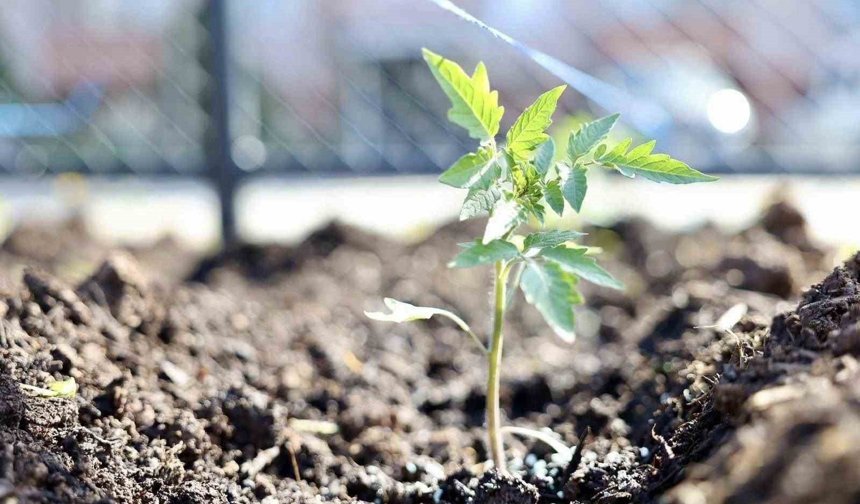 Kendi kompost gübresini üreten belediyeden 'ata tohumu' hamlesi