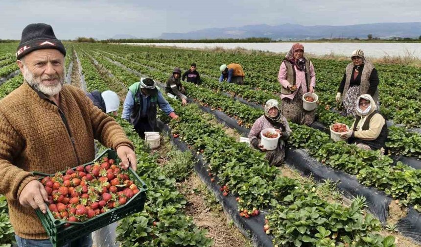 Mersin'de açıkta çilek hasadı başladı: İç pazarda kilogramı 65 ile 75 TL arasında
