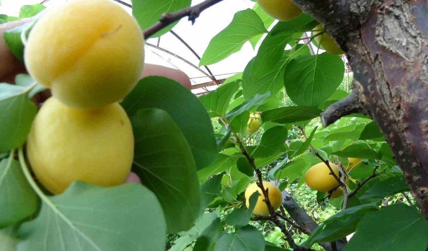 Örtü altında turfanda kayısı hasadı başladı