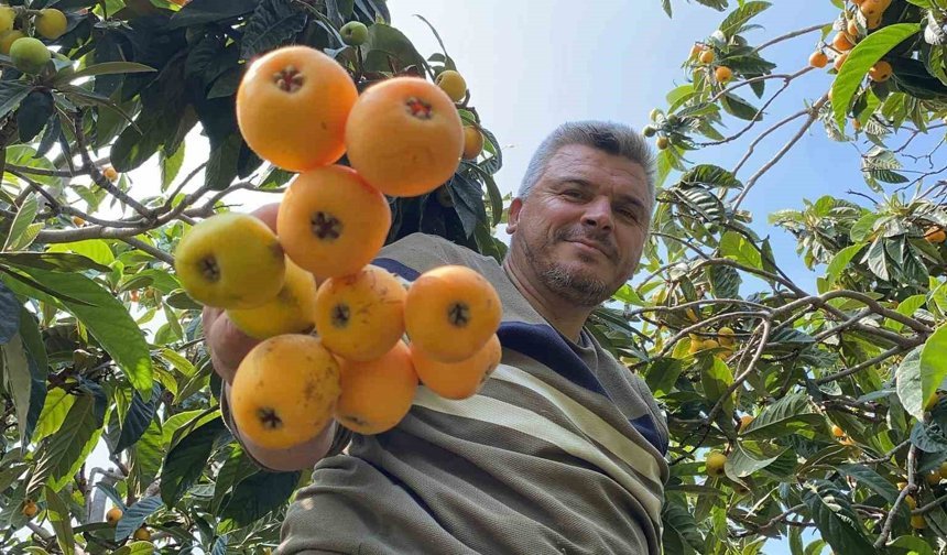 'Sarı altın' yenidünyada hasat başladı: İç pazara 50-100 TL'ye, dış pazara 4 dolara gönderiliyor