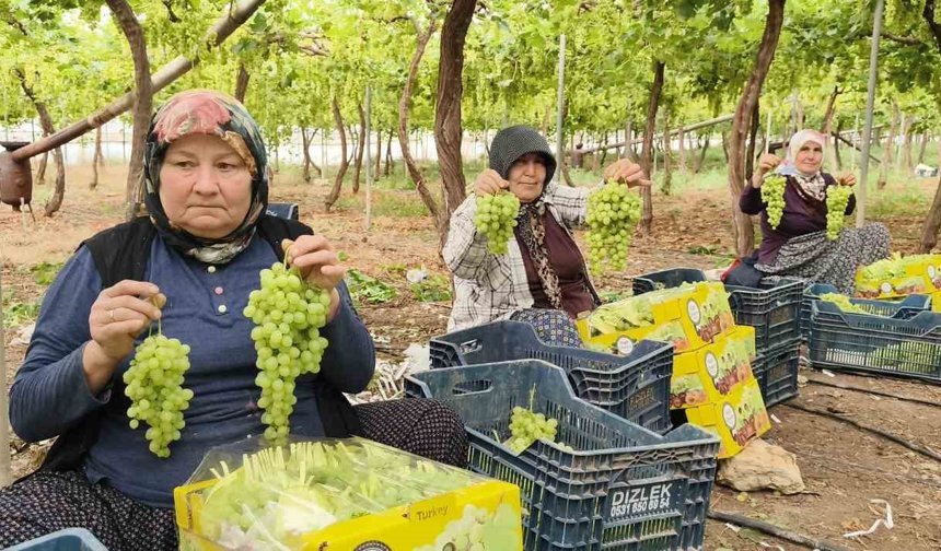 Silifke'de sezonun ilk üzümü hasat edildi, kilosu 600 TL'den ihraç edildi