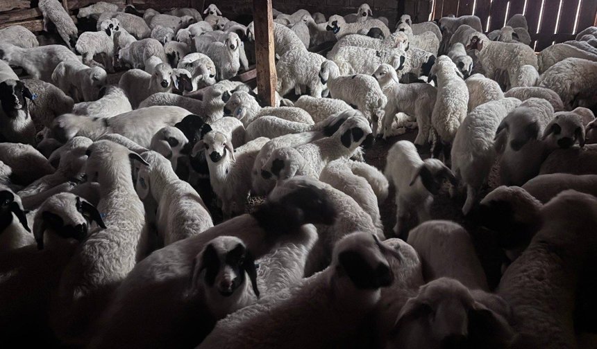 Sürülerde bahar hareketliliği: Kuzular annelerini böyle buldu
