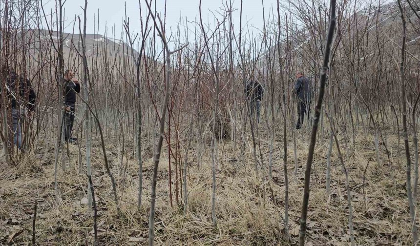 Tescilli Adilcevaz ceviz fidanı satışa sunuldu