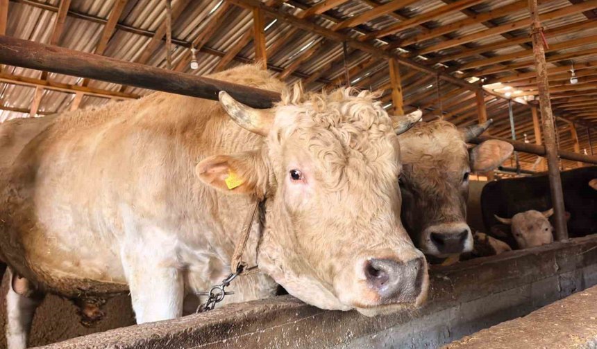 Tonluk 'Paşa' 500 bin lira