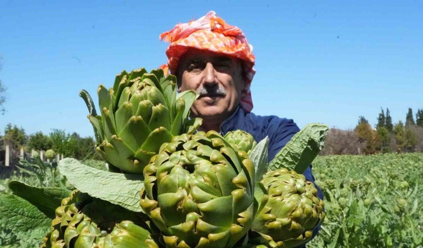 Urla'da sakız enginarının hasat mesaisi sürüyor