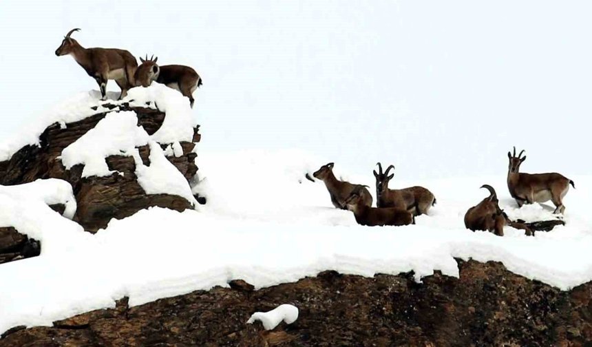 Zirvesi karla kaplı dağda gezinen dağ keçileri havadan görüntülendi