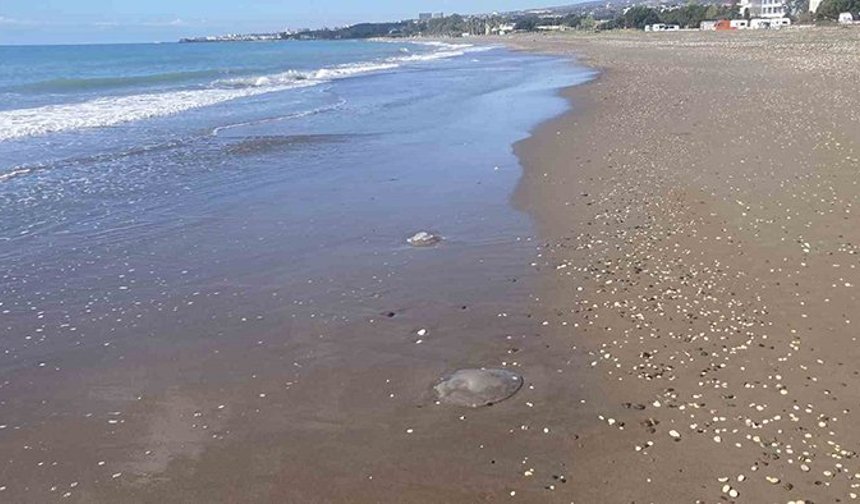 Prof. Dr. Ayas: “Mersin’de turizm sezonu içerisinde denizanası görmeyi ummuyoruz”