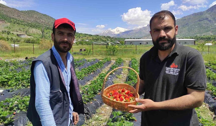 Batman'da organik Sason çileğinde yılın ilk hasadı başladı