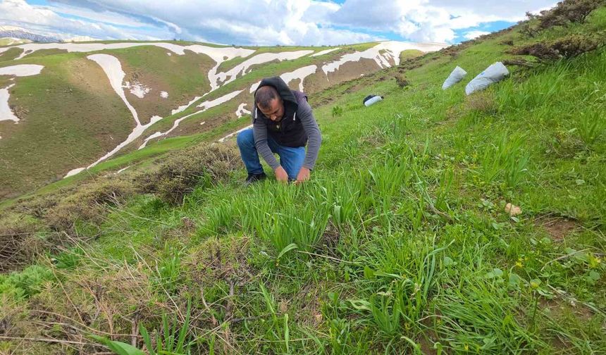 Bitlis yaylalarında çiriş otu mesaisi devam ediyor