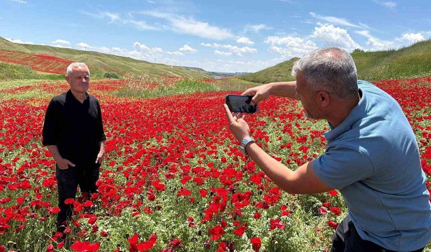 Gelinciklerle kırmızıya bürünen nohut tarlası hayran bıraktı