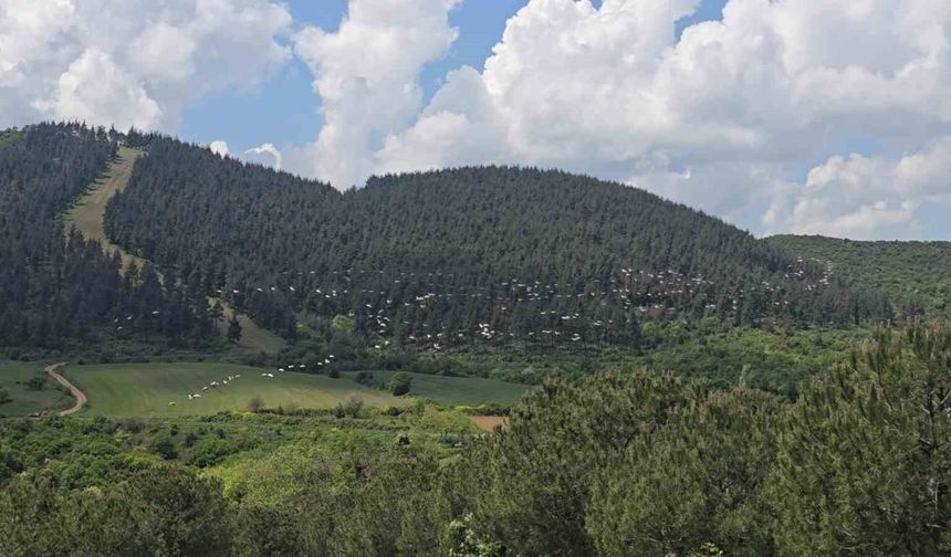 Gökyüzünde pelikan şöleni