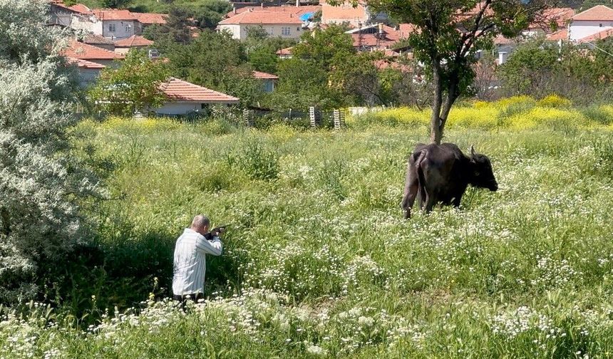 Kaçan kurbanlığın saldırısından bodruma sığınarak kurtuldu