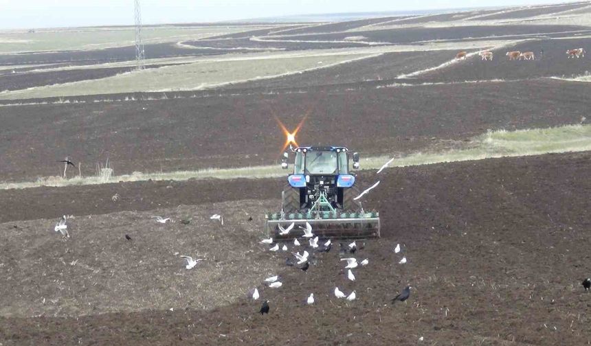 Kars'ta kış uzadı, ekim gecikti: Çiftçi zamanla yarışıyor