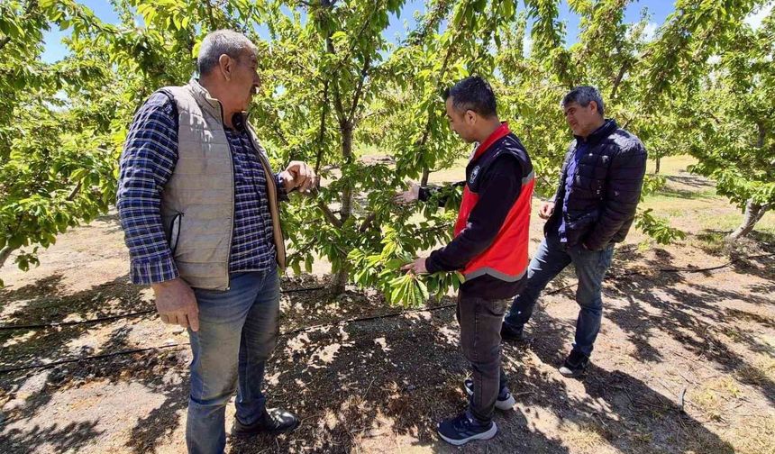 Kiraz üretim alanlarında kontroller sürüyor