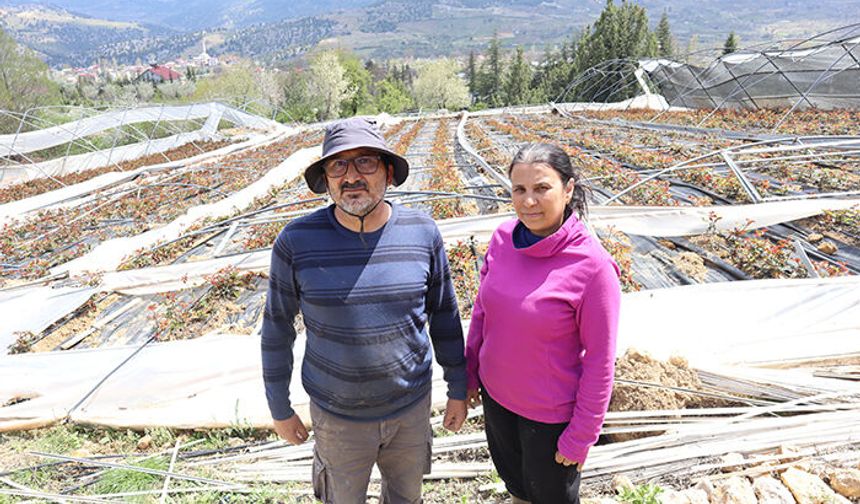 Mahallenin tek kadın çiftçisi, kardan zarar gören gül bahçesi için destek bekliyor