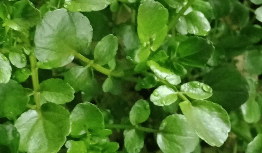 Ispanak ve brokolinin tahtını salladı: Mersin’de doğal olarak yetişiyor
