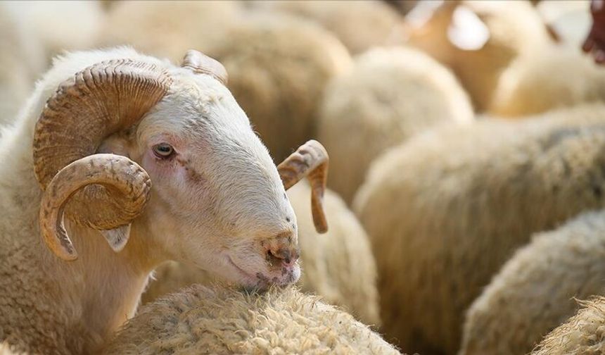 Mezitli'de kurban kesim ve satış noktaları belirlendi