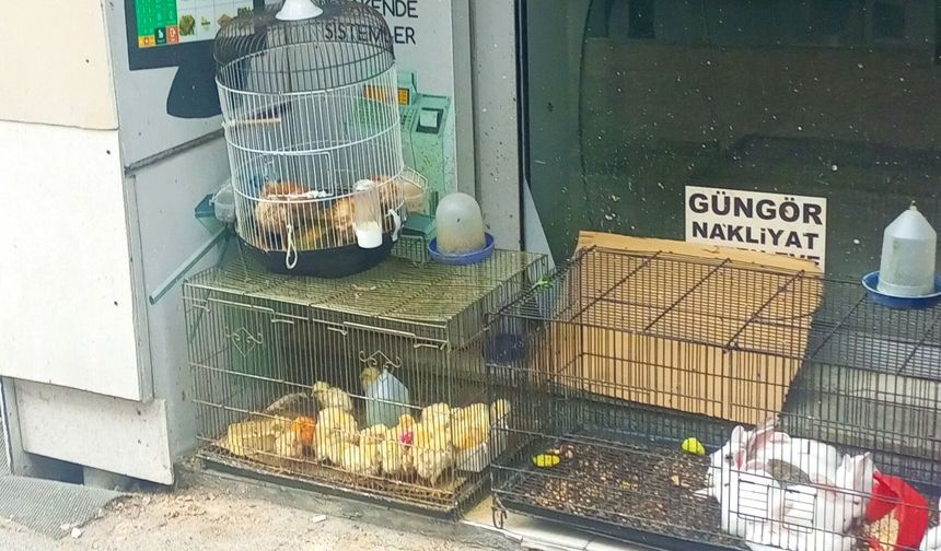 Petshoplardaki dar kafesler ve kötü koşullar tepki çekiyor