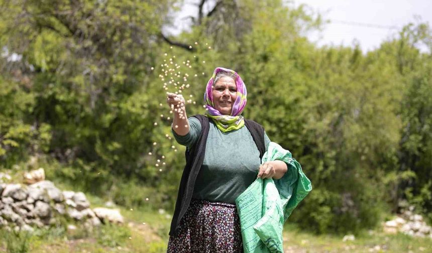 Mersin'de atalık tohumlar toprakla buluştu, üreticiye can suyu oldu