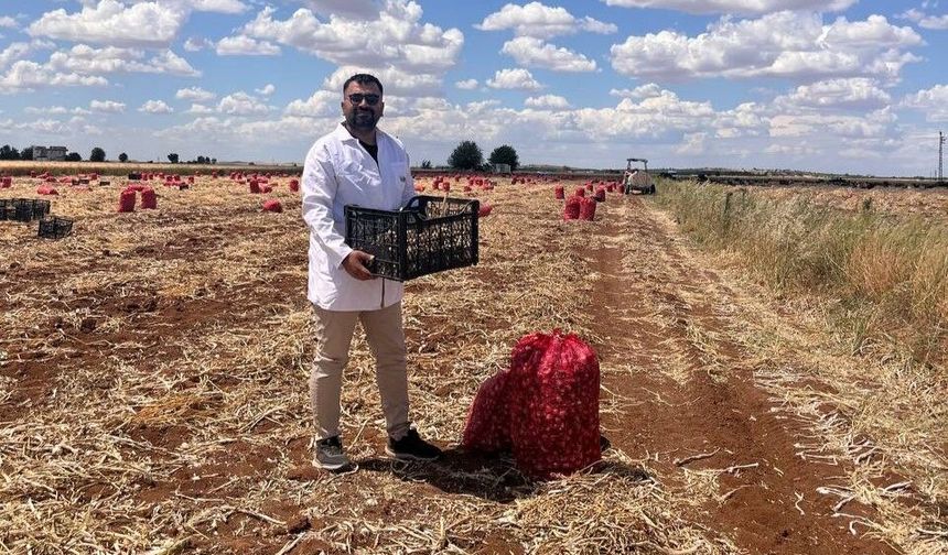 Şanlıurfa'da sarımsak hasadı devam ediyor