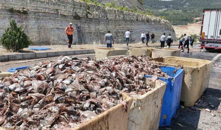 Seyir halindeki tırın dorsesi patladı, 15 ton balık atığı yola saçıldı