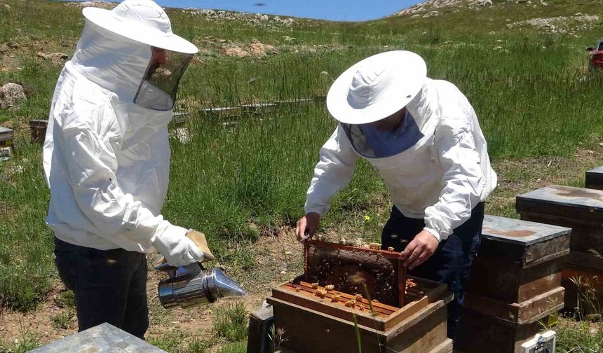 Toroslarda bahar: 2 bin 400 rakıma taşınan arılar mesaiye başladı