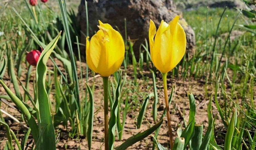 Yağmurların ardından dağlar çiçek bahçesine döndü