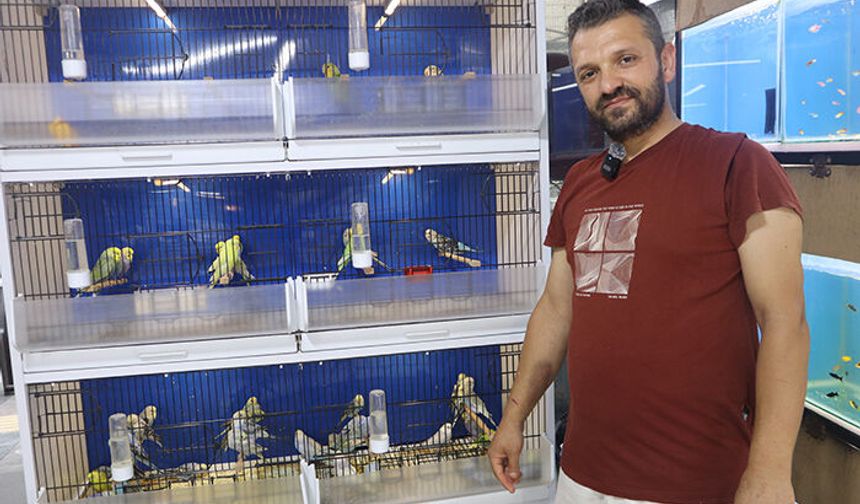Muhabbet kuşlarına nasıl bakılmalı? Nelere dikkat edilmeli?