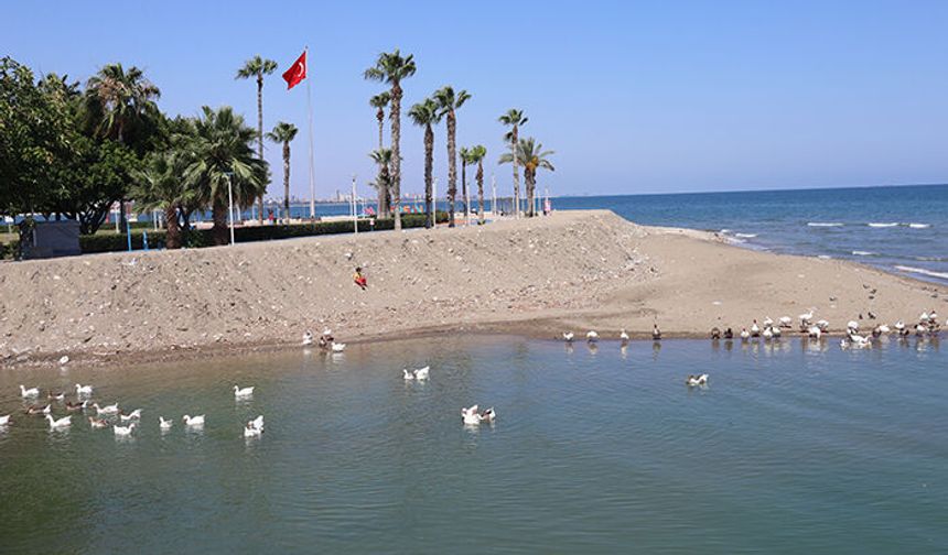 Mersin’de ördek ve kazlar ilgi odağı oluyor