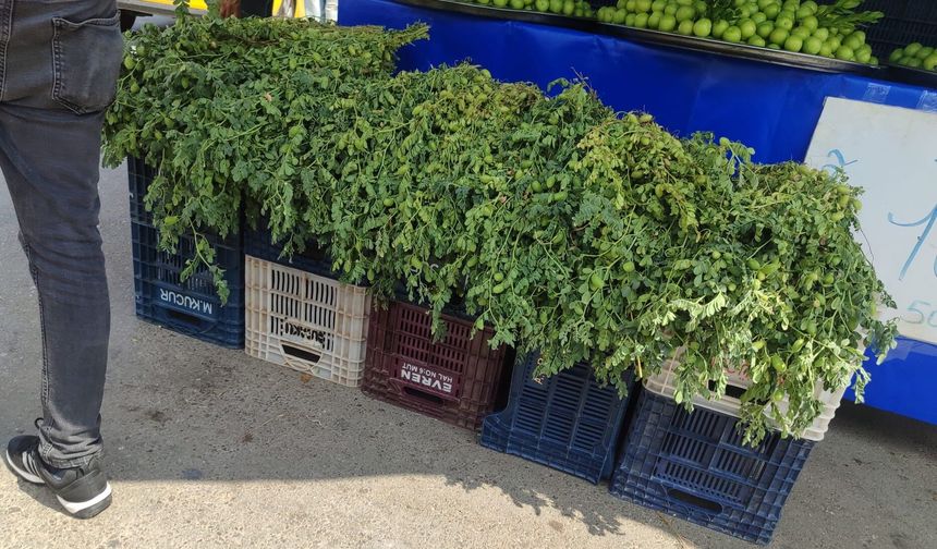 Mersin’de yeşil nohut tezgahlardaki yerini aldı