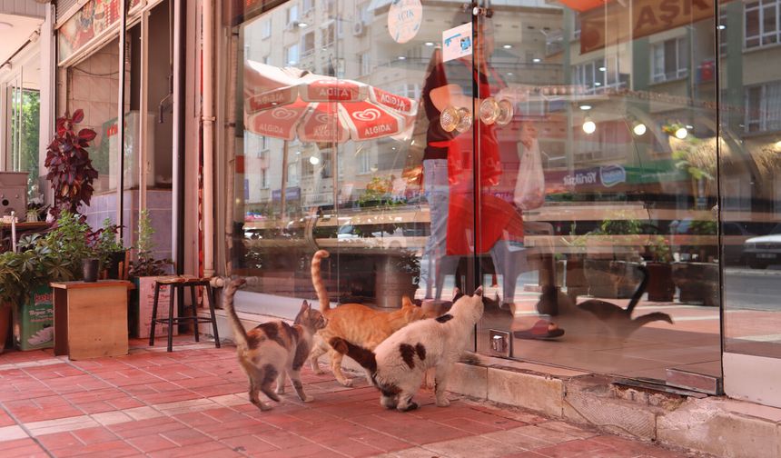Mersinli esnaf can dostlarını unutmadı