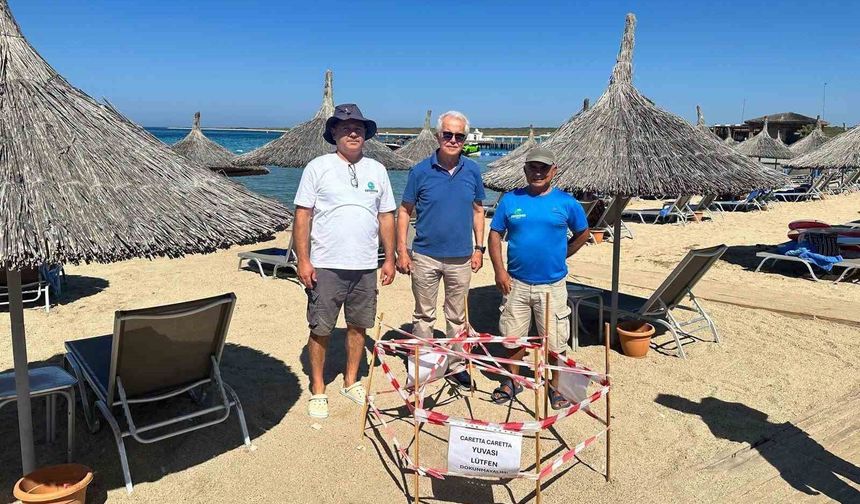 5 yıl sonra aynı plaja dönen caretta Didim'de yeniden yuva yaptı