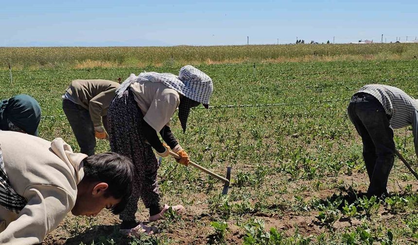 Adilcevaz'da kavurucu sıcakta ekmek parası mücadelesi