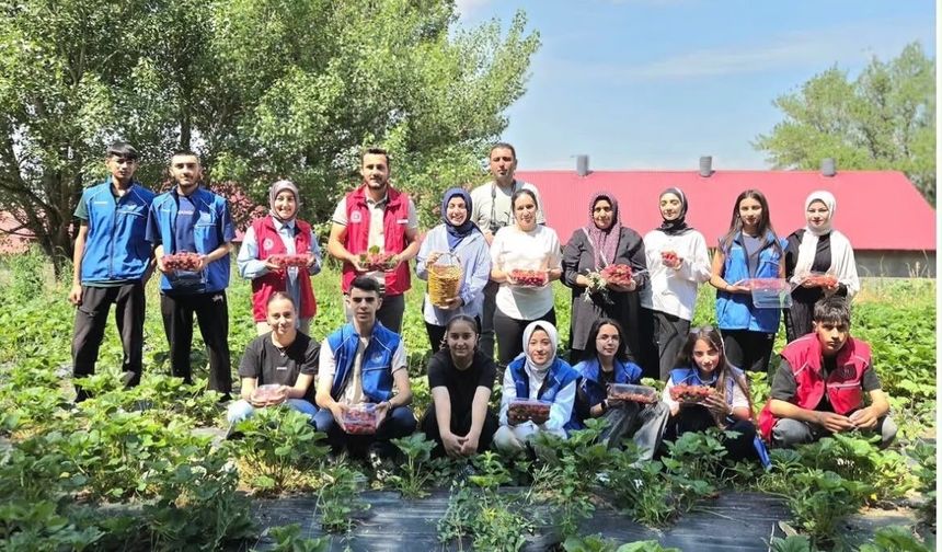 Ağrılı gönüllü gençlerden çilek hasadına destek
