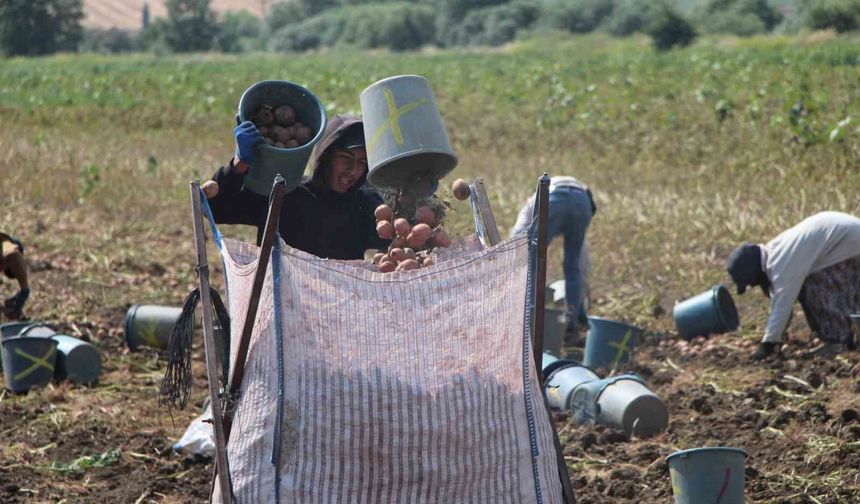 Amasya'da patates hasadı başladı: 130 bin ton rekolte bekleniyor