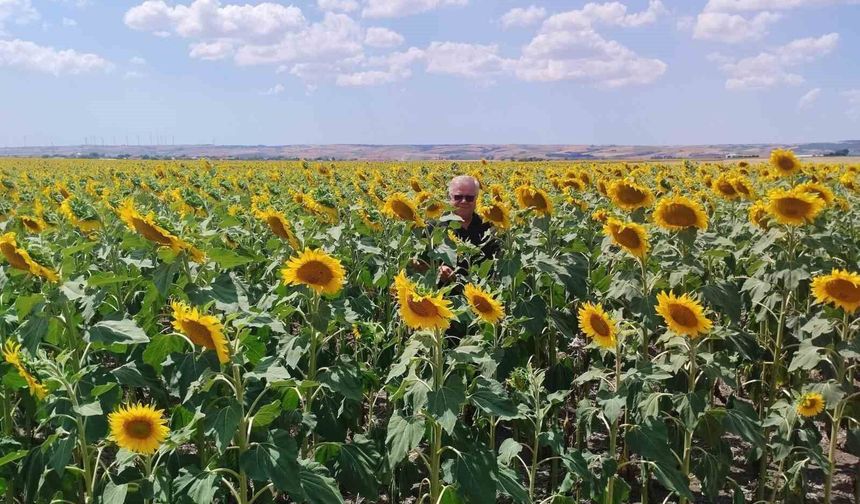 Anıza ayçiçeği ekimi yapan çiftçi kazanıyor