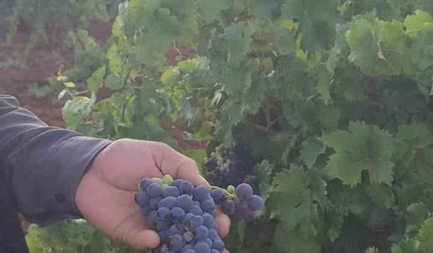 Çermik'te üzüm hasadı başladı