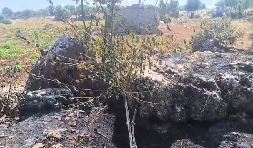 Dicle'de örtü yangını: Onlarca meyve ağacı alevlere teslim oldu