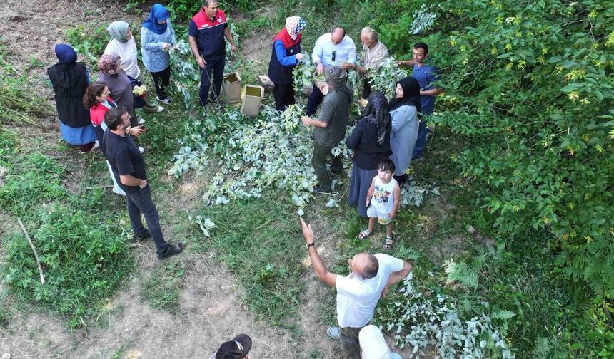 Düzce'de ıhlamur hasadı başladı
