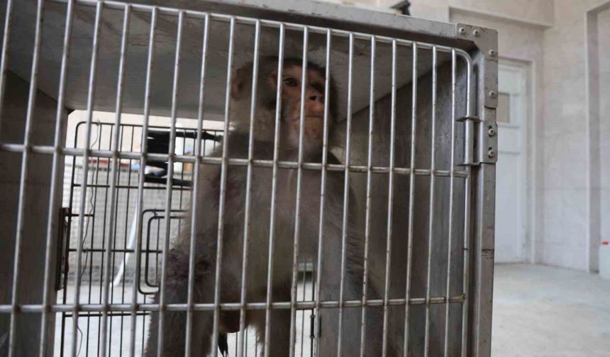 Firari maymun, ortalığı birbirine kattığı konteyner kentte kendisine ekmek vermek isteyen kadını yaraladı