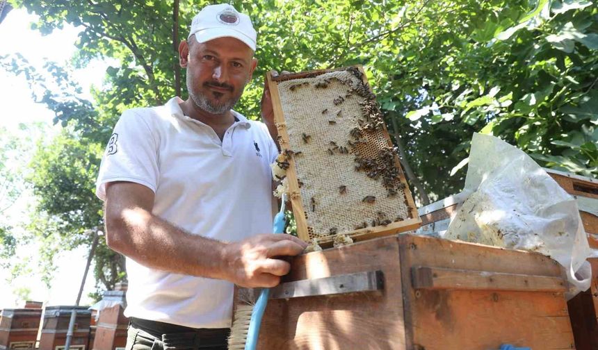 Günler süren yağışlarla birlikte açan çiçekler arıları sevindirirken bal hasadı yüz güldürdü