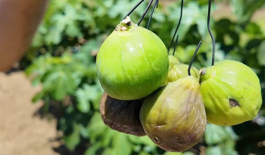 İncirde bereketin sırrı tellere asılıyor